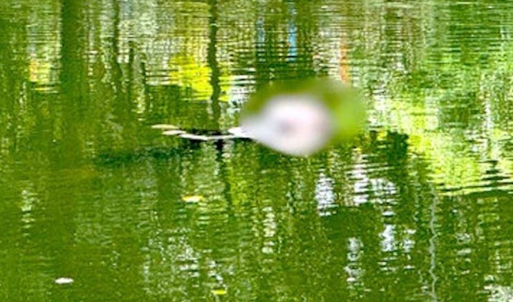 Thi thể xăm hình cá chép nổi trên mặt hồ ở Gia Lai