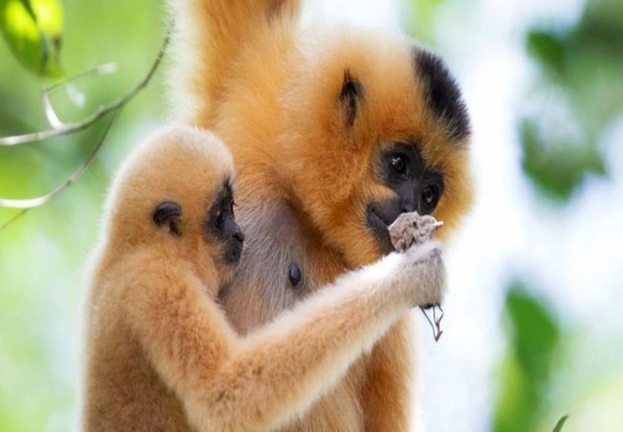 Người dân giao nộp cá thể vượn má vàng quý hiếm