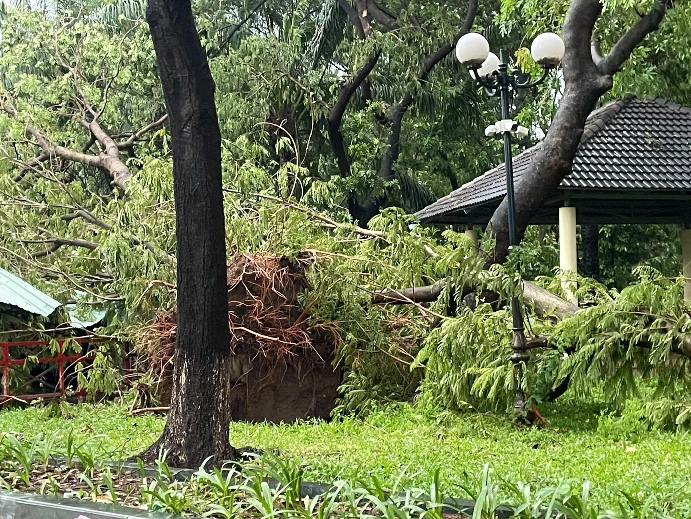 TP.HCM mưa dữ dội, đường ngập, cây đổ la liệt