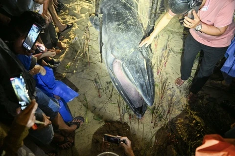 Xác cá voi 4 m dạt vào bờ biển Đà Nẵng