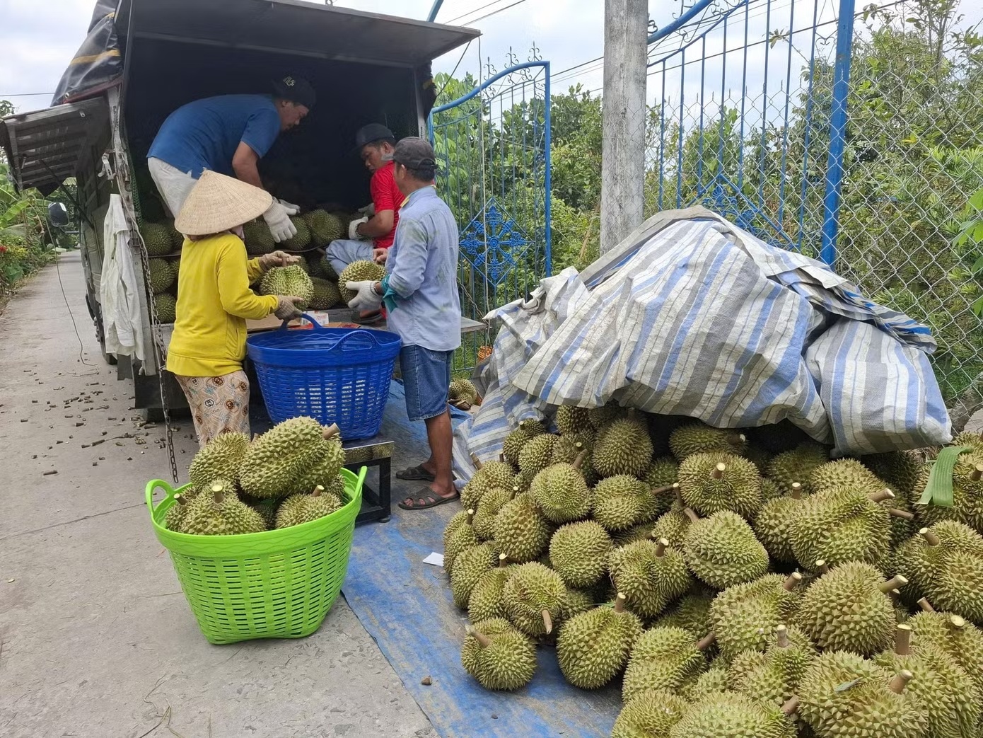 Sầu riêng rớt giá thê thảm